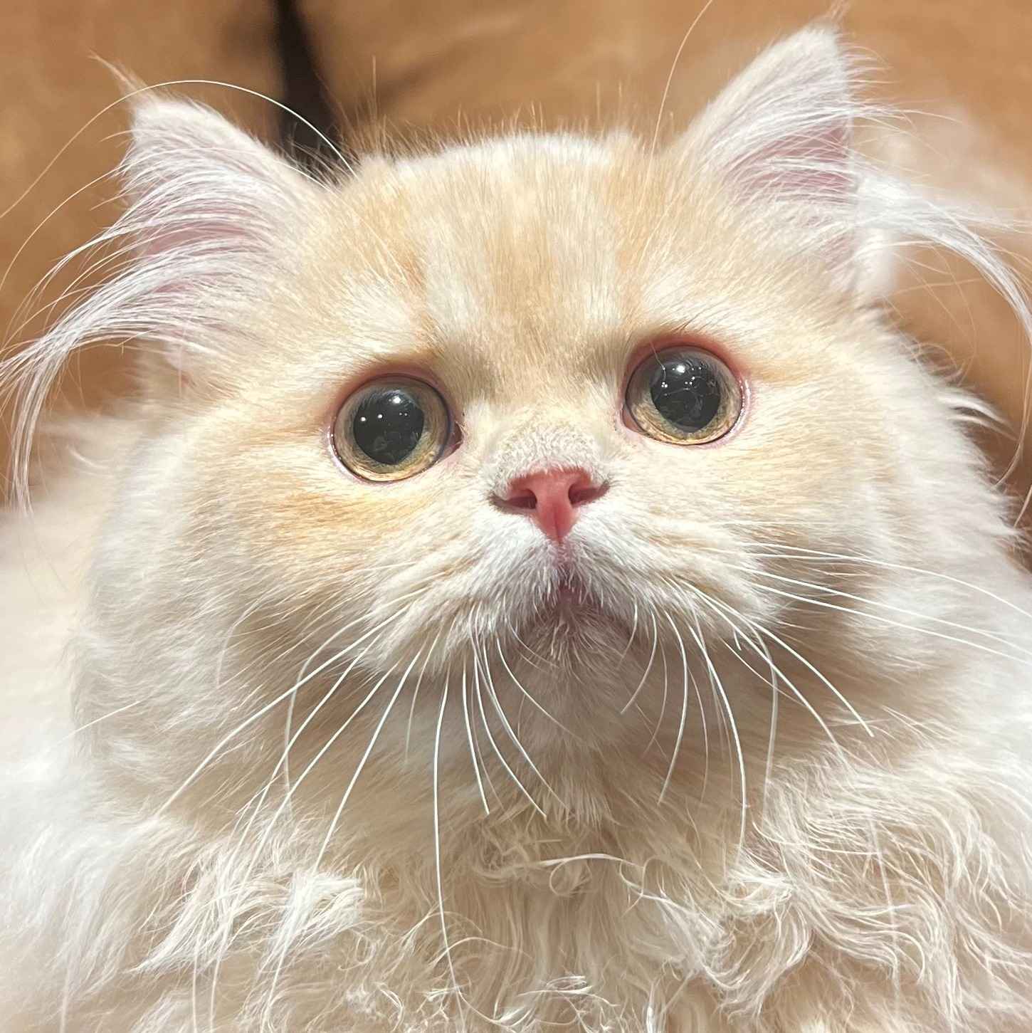 チコ
